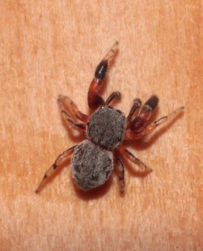 Réf. 232 750 : Ballus rufipes